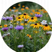 A field of various native North Carolina wildflowers in full bloom, attracting pollinators.